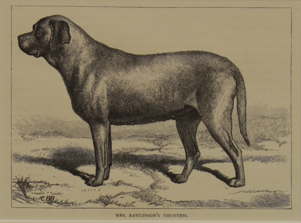 Animals, Dogs, Mrs. Rawlinson's Countess, Vero Shaw, c1880