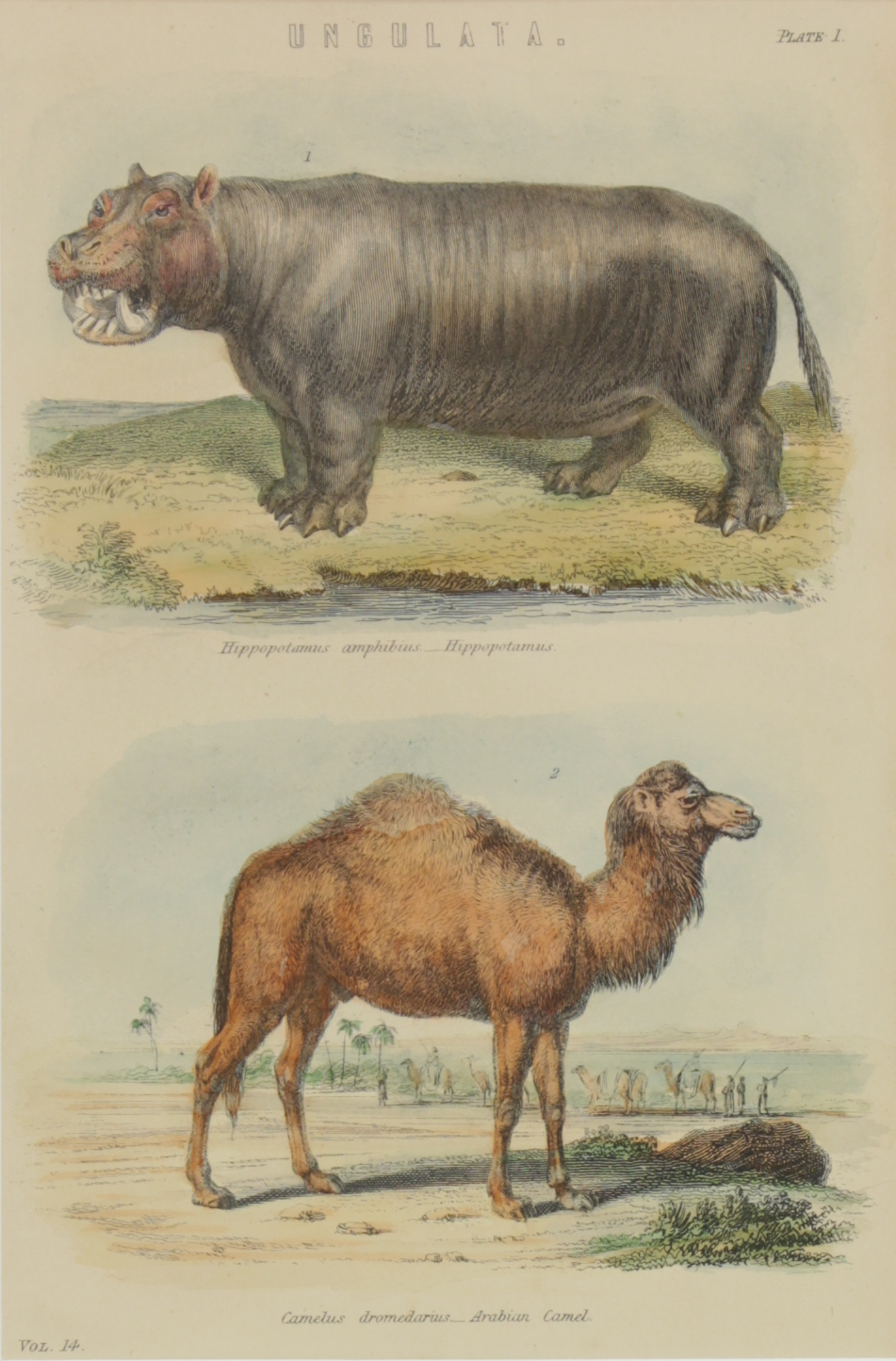 Animals, Hippopotamus and Camel, Ungulata, The London Printing and Publishing Company, Vol 14, c1842