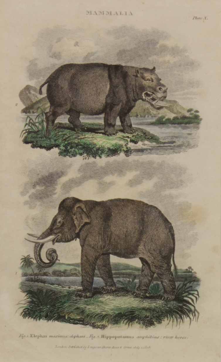 Animals, Mammalia, Elephant and Hippopotamus, Plate X, c1808
