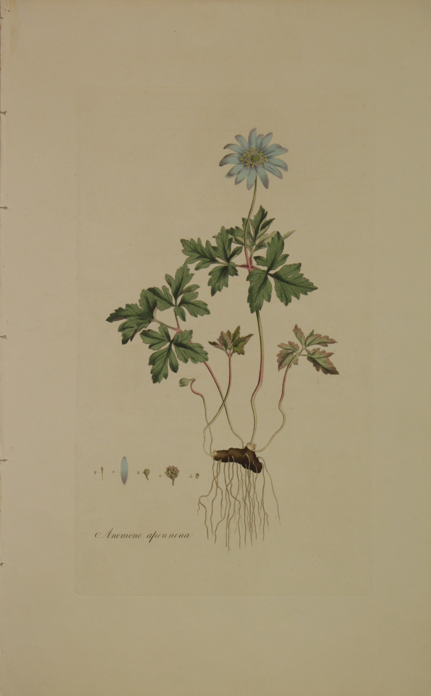Botanical, Curtis, William, Anemone Apennina: Flora Londinensis, c1817