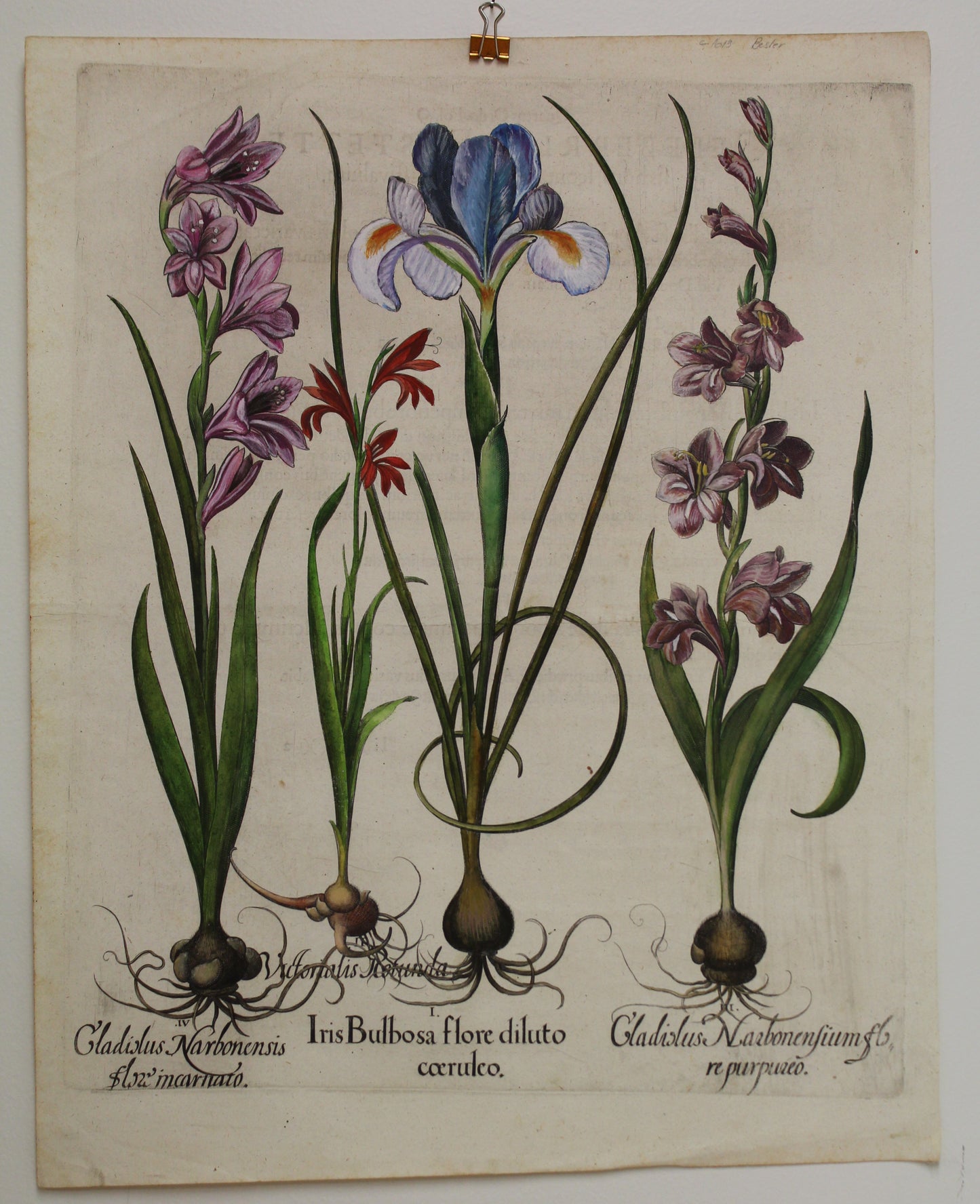 Botanicals, Besler Basilus, Iris Bulbosa Flore and 2 Gladiolus, c1613