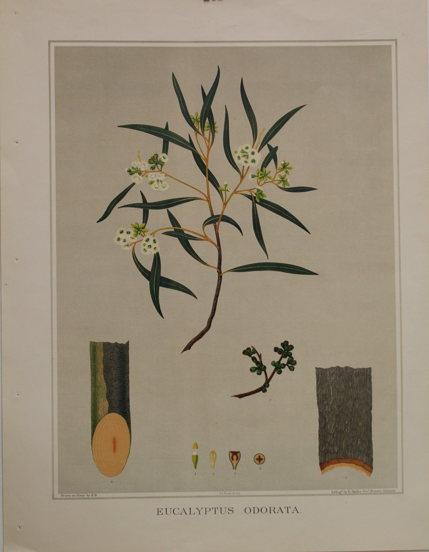 Botanical, Brown John Ednie, Eucalyptus Odorata, Chromolithograph, 1882-1890