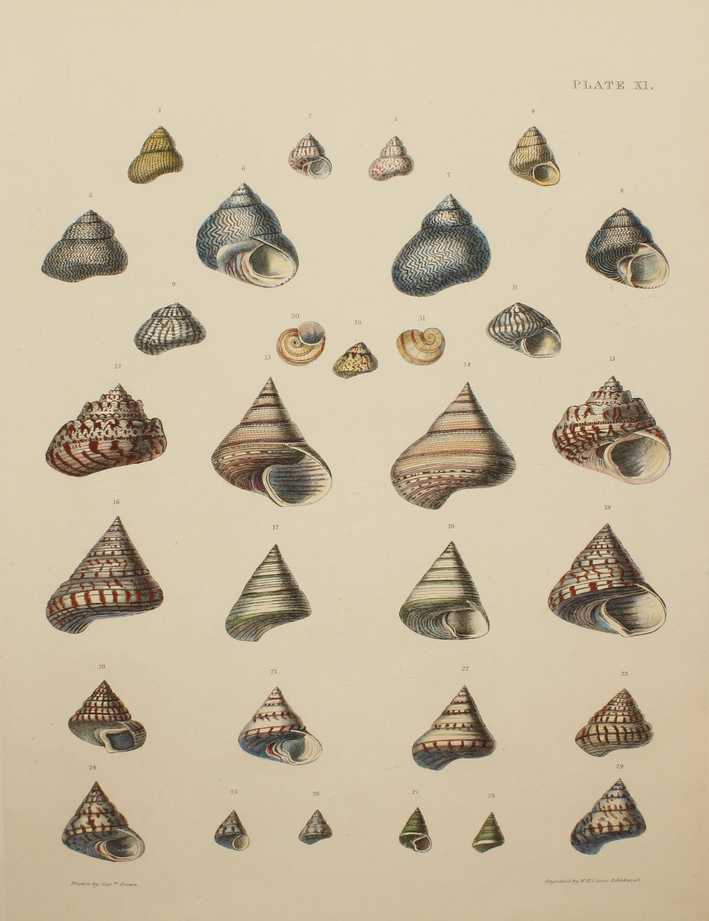 Seashells, Brown Captain Thomas, Shells, Plate XI, 1827