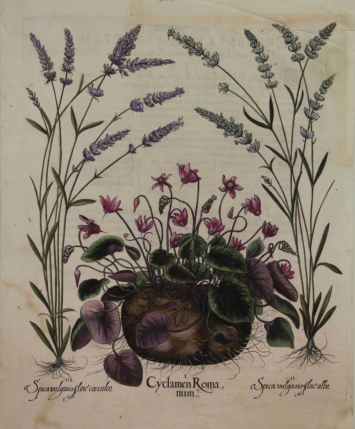 Botanicals, Besler Basilus, Cyclamen Roma, Spica Vulgaris Flore Albo and Caruleo, c1613