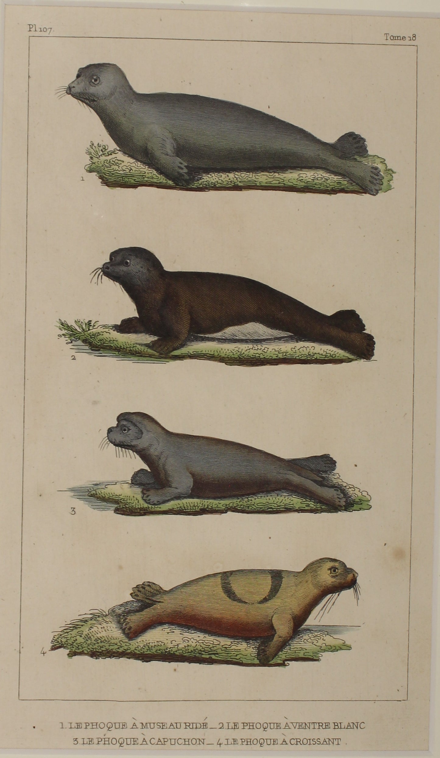 Seals animal P107