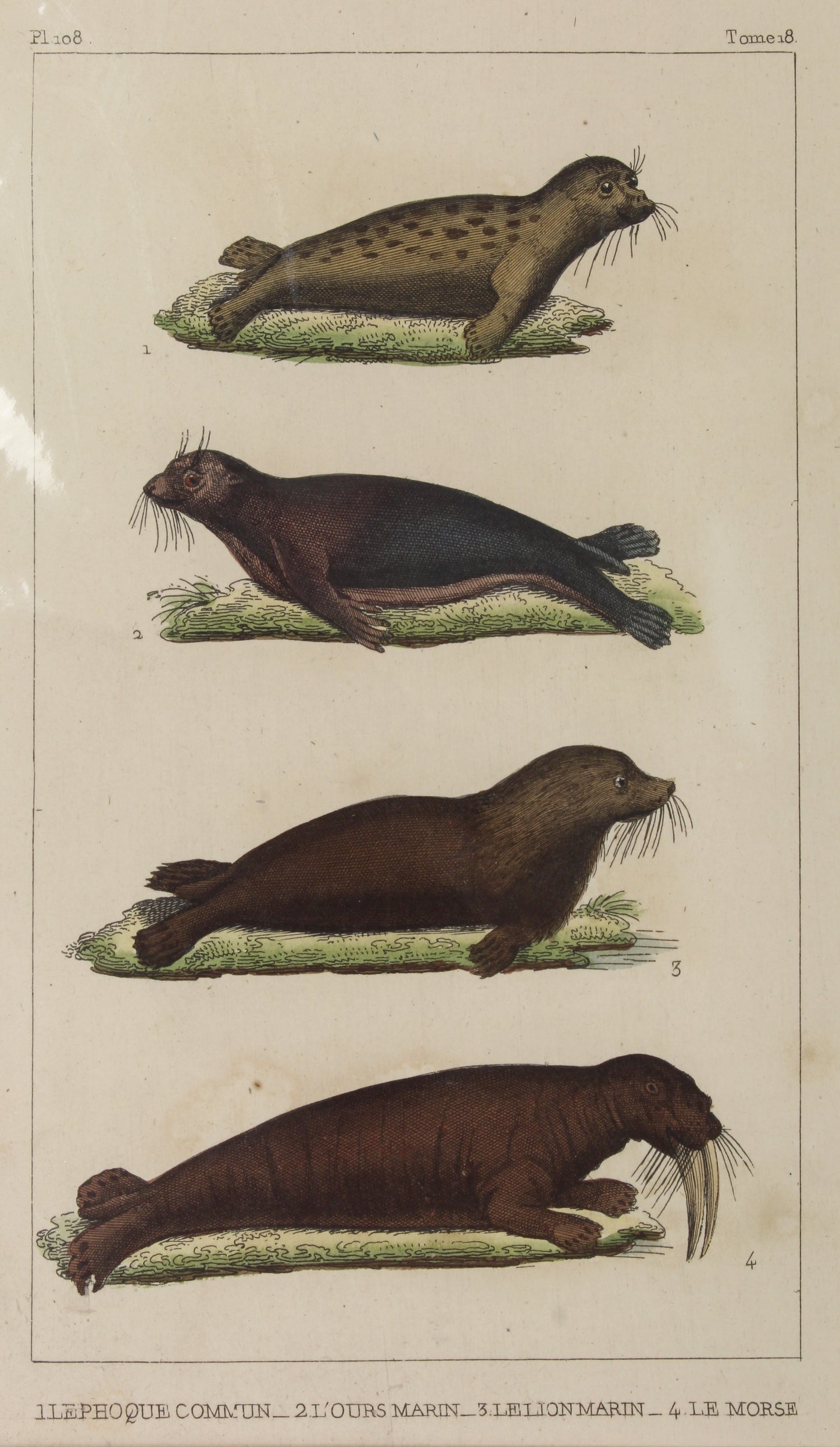 Seals animal P108