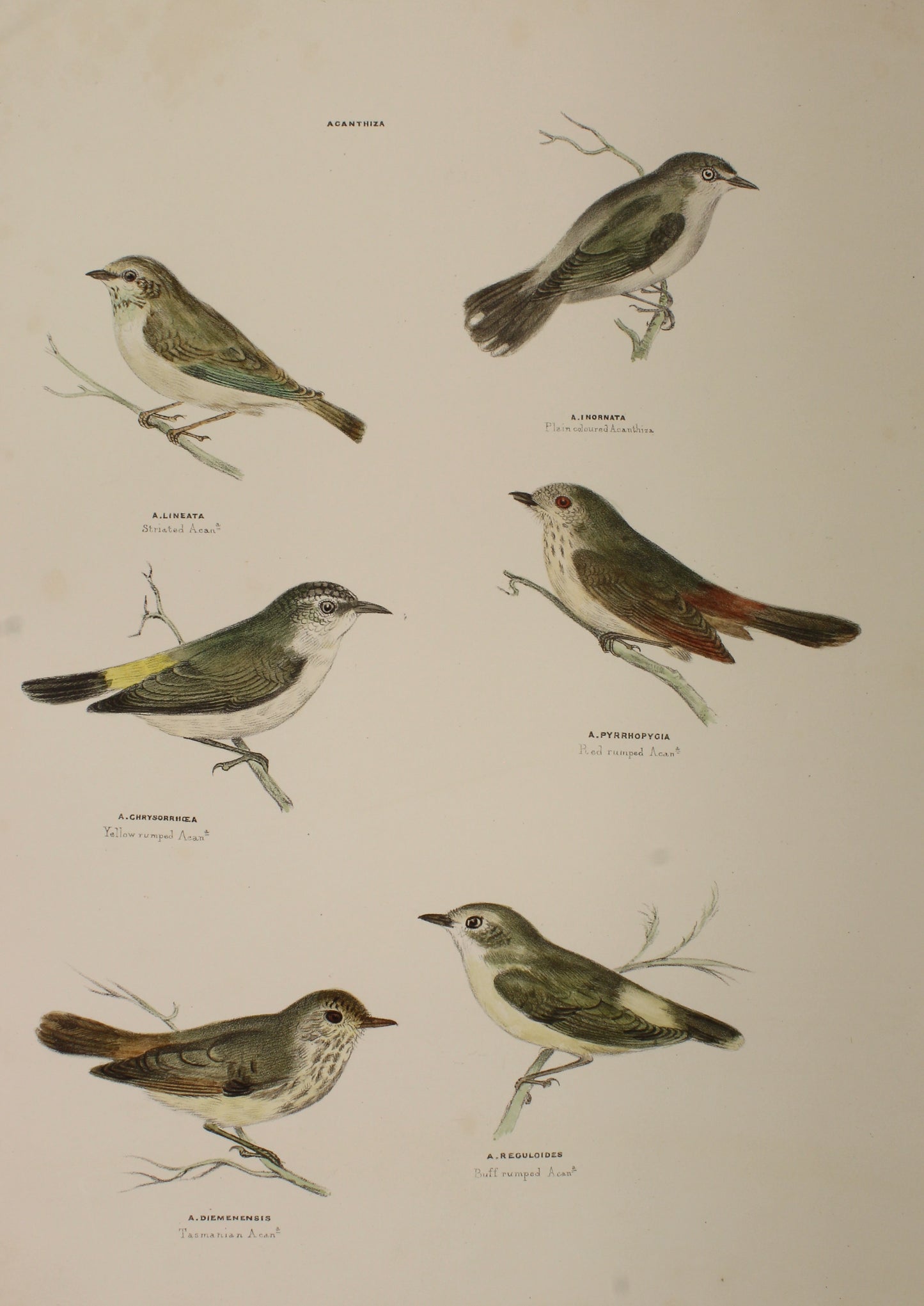 Bird, Diggles, Silvester, Aganthiza, Published in Brisbane, 1866-1870