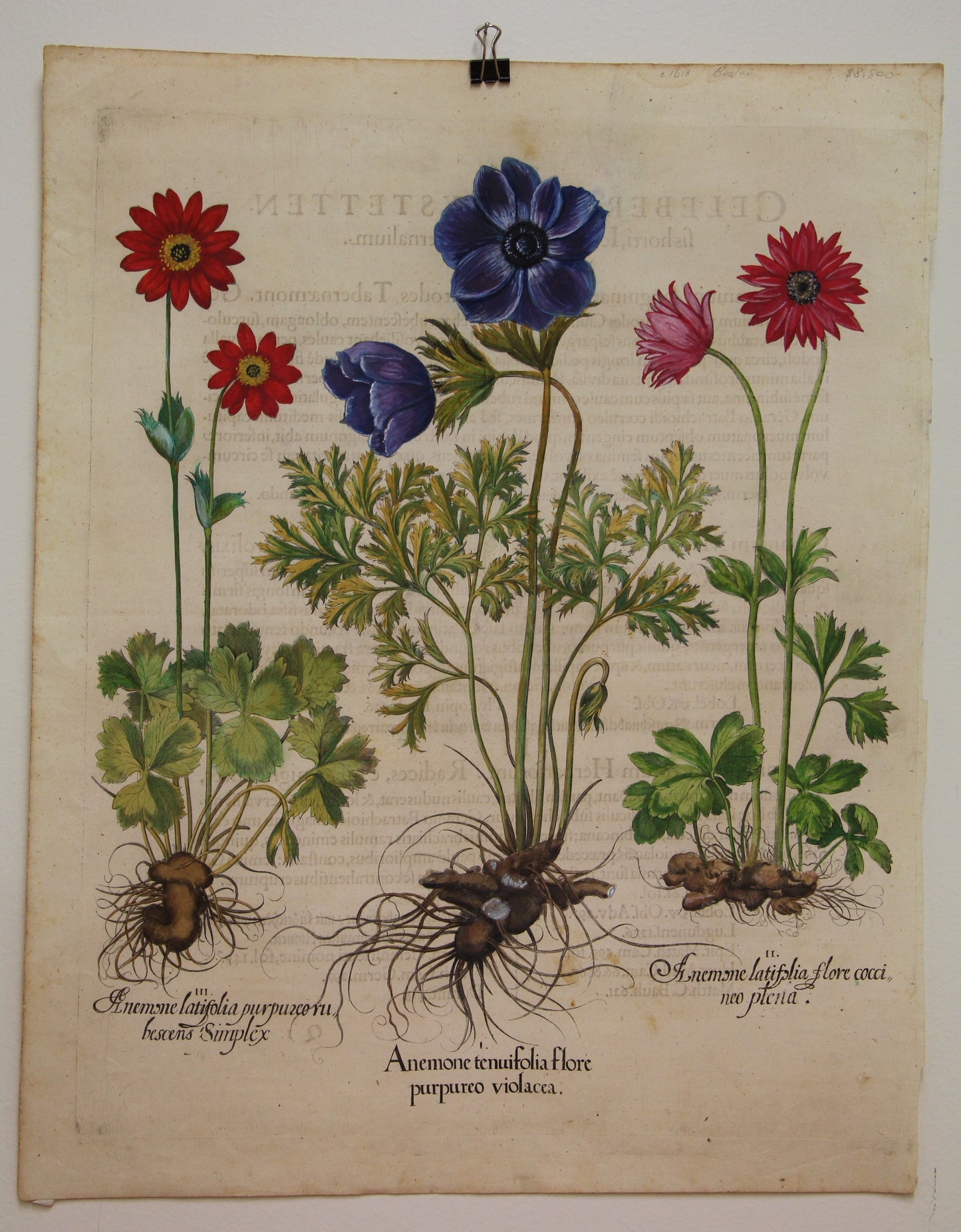 Botanicals, Besler Basilus, Anenome Tenufolia Flore, + 2 Varieties , c1613