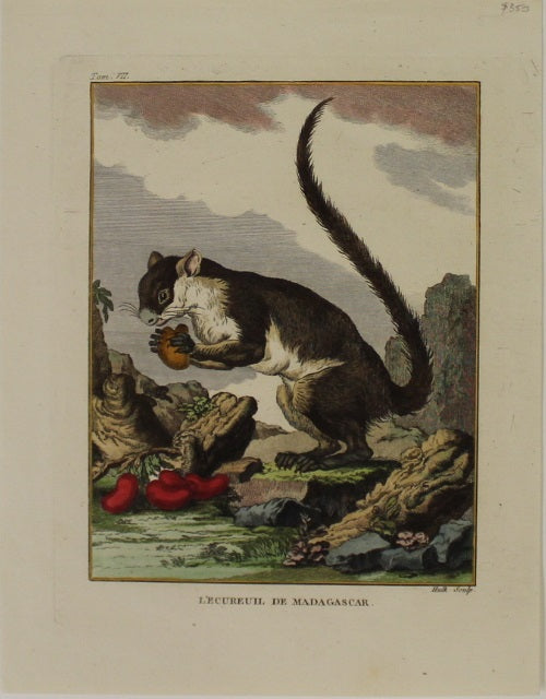 Animals, de Buffon Madagascar by Jaques De Seves Published for de Buffon c1749