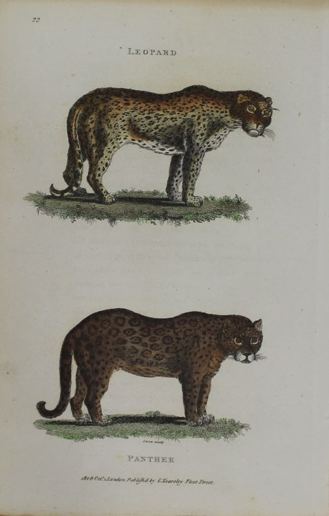Animals: Leopard, Panther, c1808