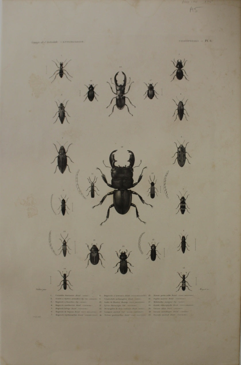 Insect Coleopteres Plate 7
