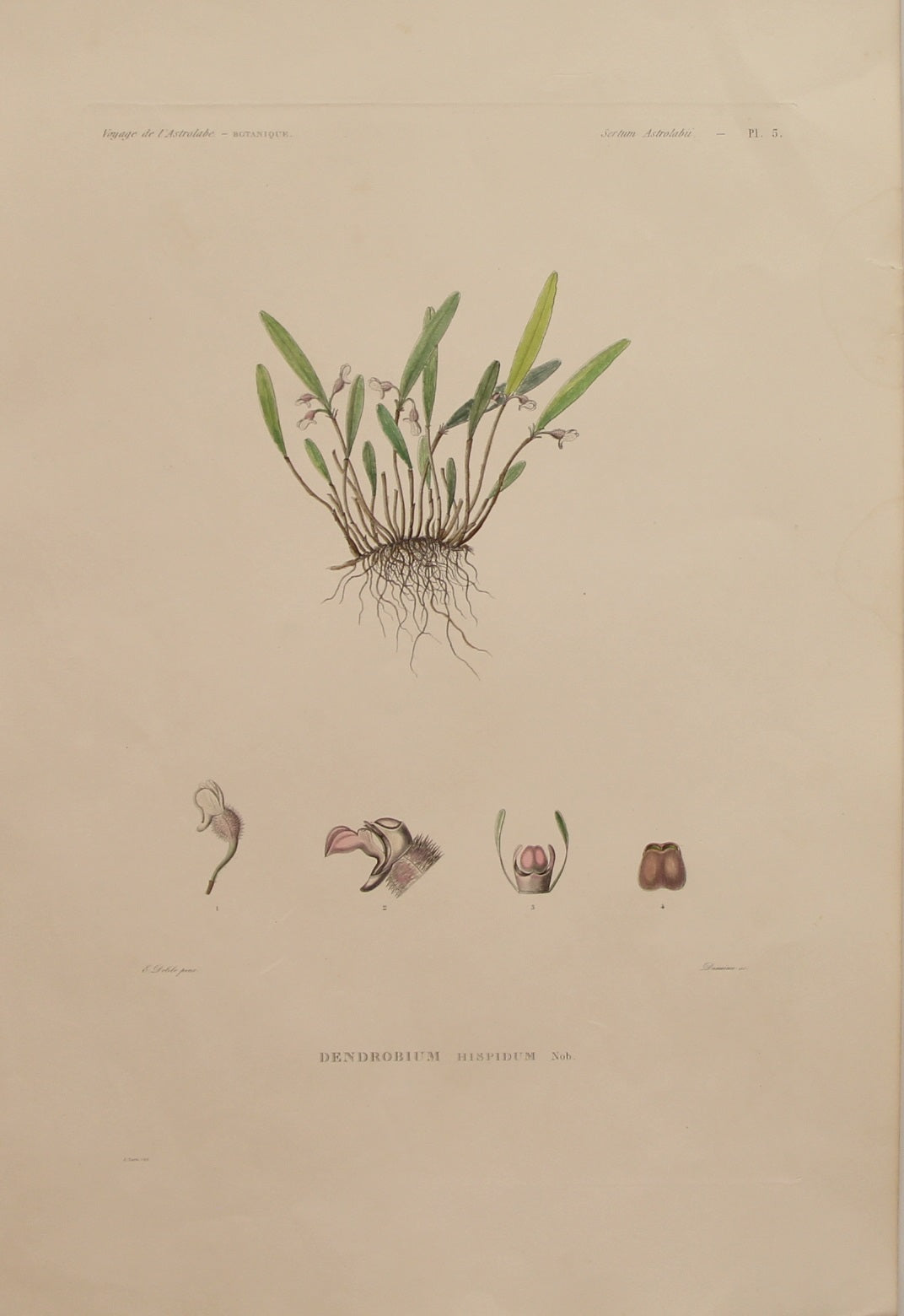 ASTROLABE: Botanical, Dendrobium, Hispidium, Flore de la Australis, TASTU, J, Paris, 1826-1829 Hand Coloured Copperplate Engraving
