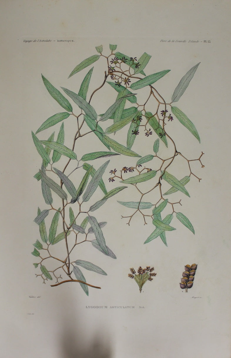 ASTROLABE Botanicals, Lygodium Articulatum TATSU J. Paris, Copperplate Engraving 1826-1829: Australia and NZ