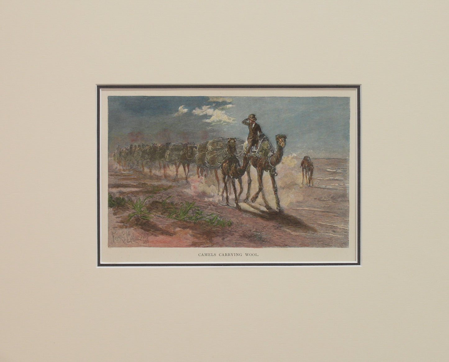 Australia, Camels Carrying Wool, c1886
