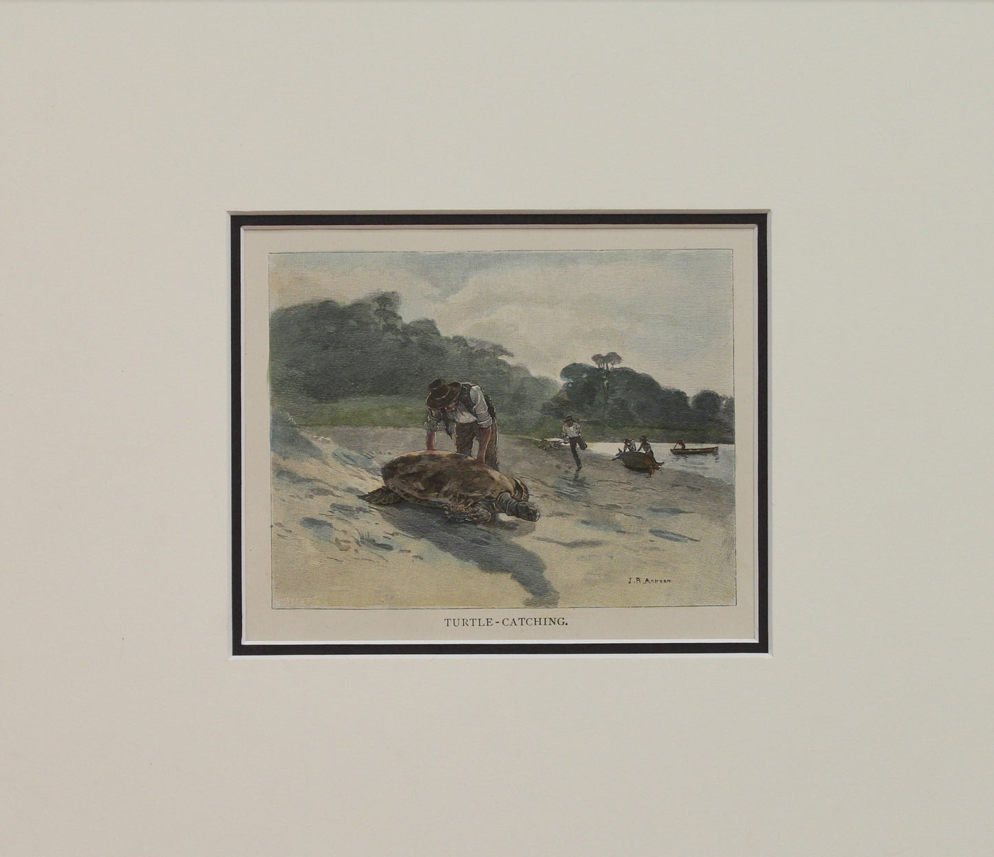 Australia, Turtle Catching, c1886