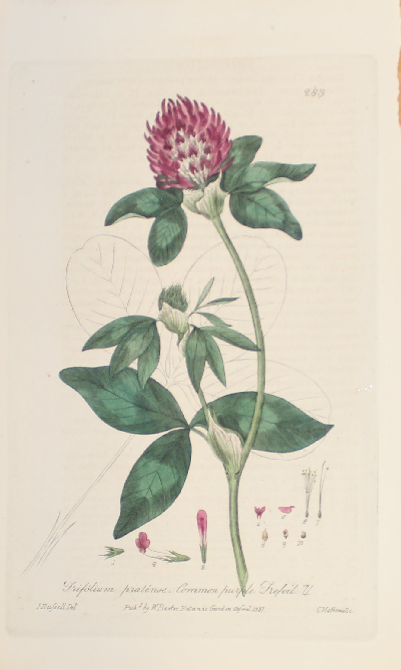 Botanical, Baxter William, Common Purple Trefoil, 1840-1843