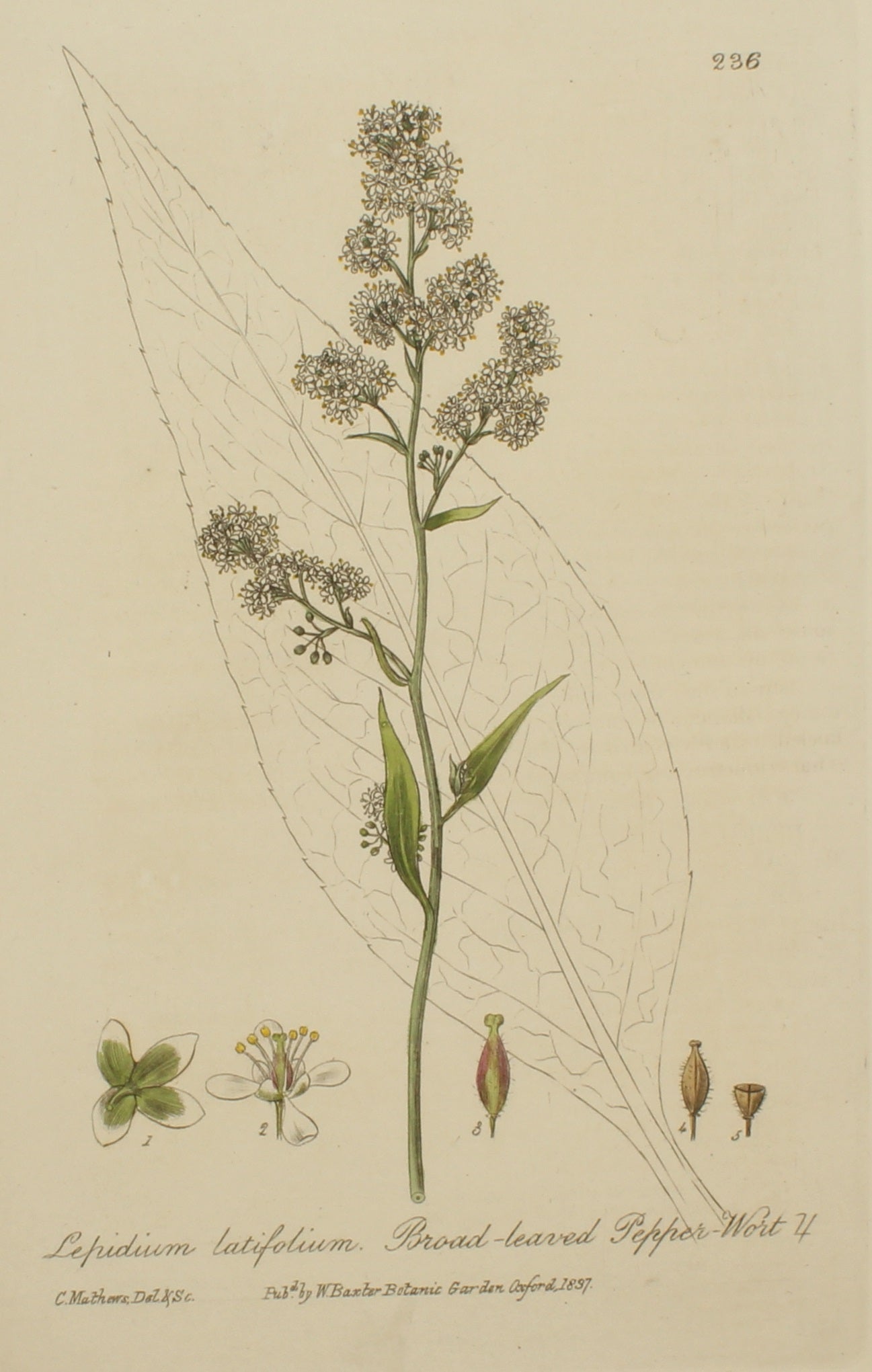 Botanical, Baxter, William, Broad Leaved Pepperwort, c1840