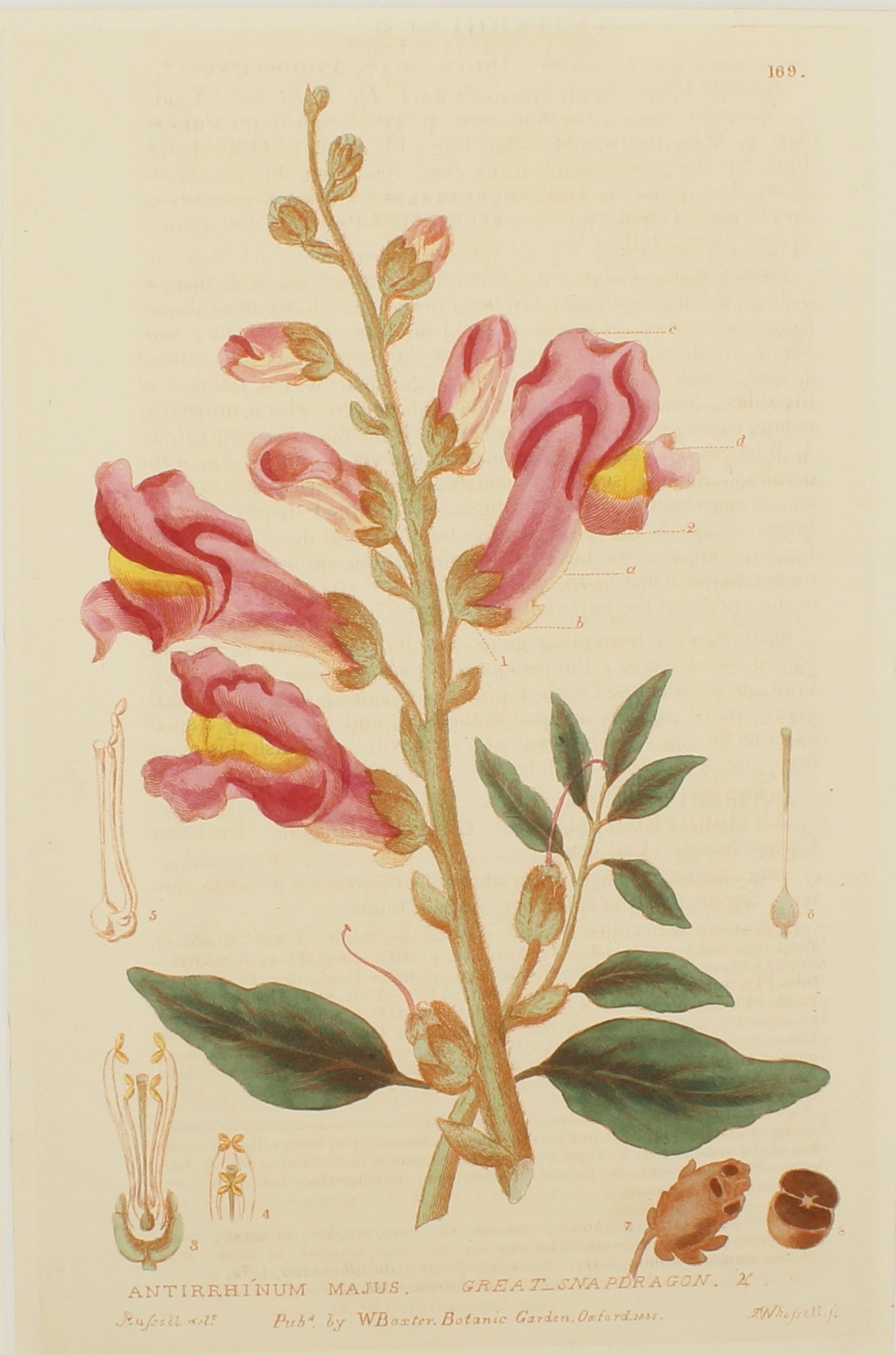 Botanical, Baxter, Great Snapdragon , 1840-1843