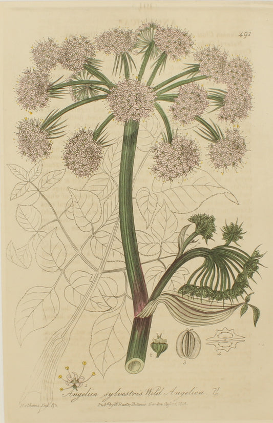 Botanical, Baxter William, Wild Angelica, 1840-1843