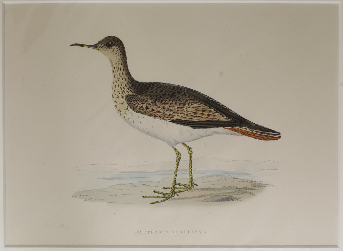 Bird: Morris, Rev Francis Orpen, Bartrams Sandpiper, c1870
