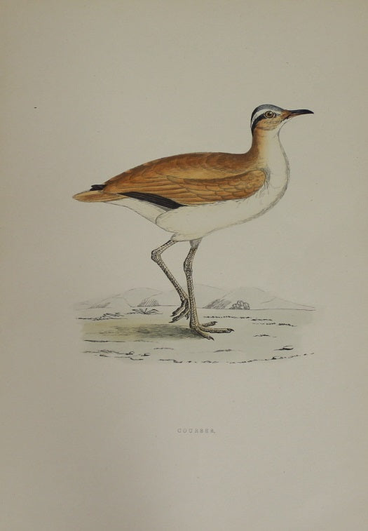 Bird: Morris, Rev Francis Orpen, Courser , c1870, Matted