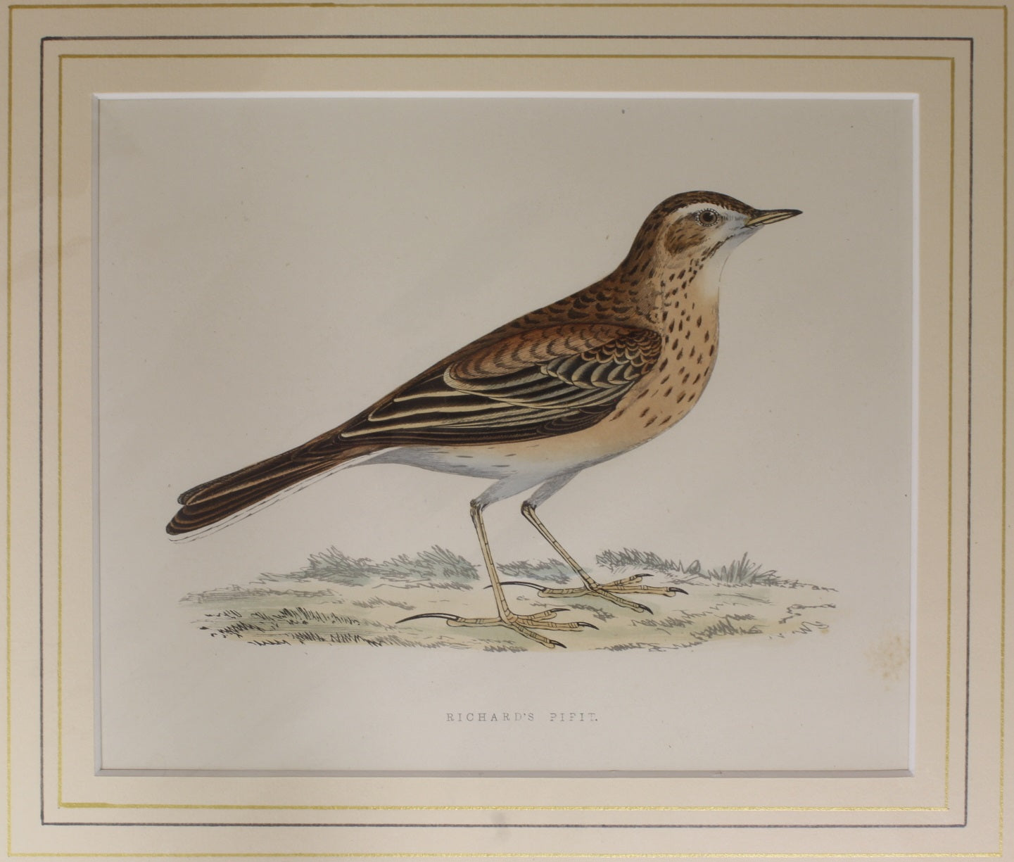 Bird: Morris, Rev Francis Orpen, Richard's Pipit, c1870, Matted