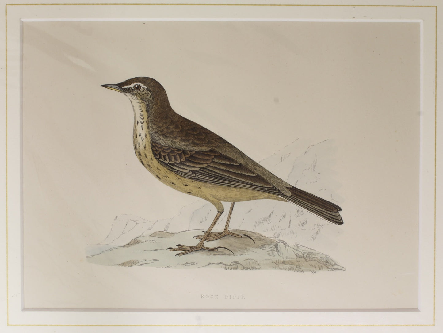 Bird: Morris, Rev Francis Orpen, Rock Pippit, c1870, Matted