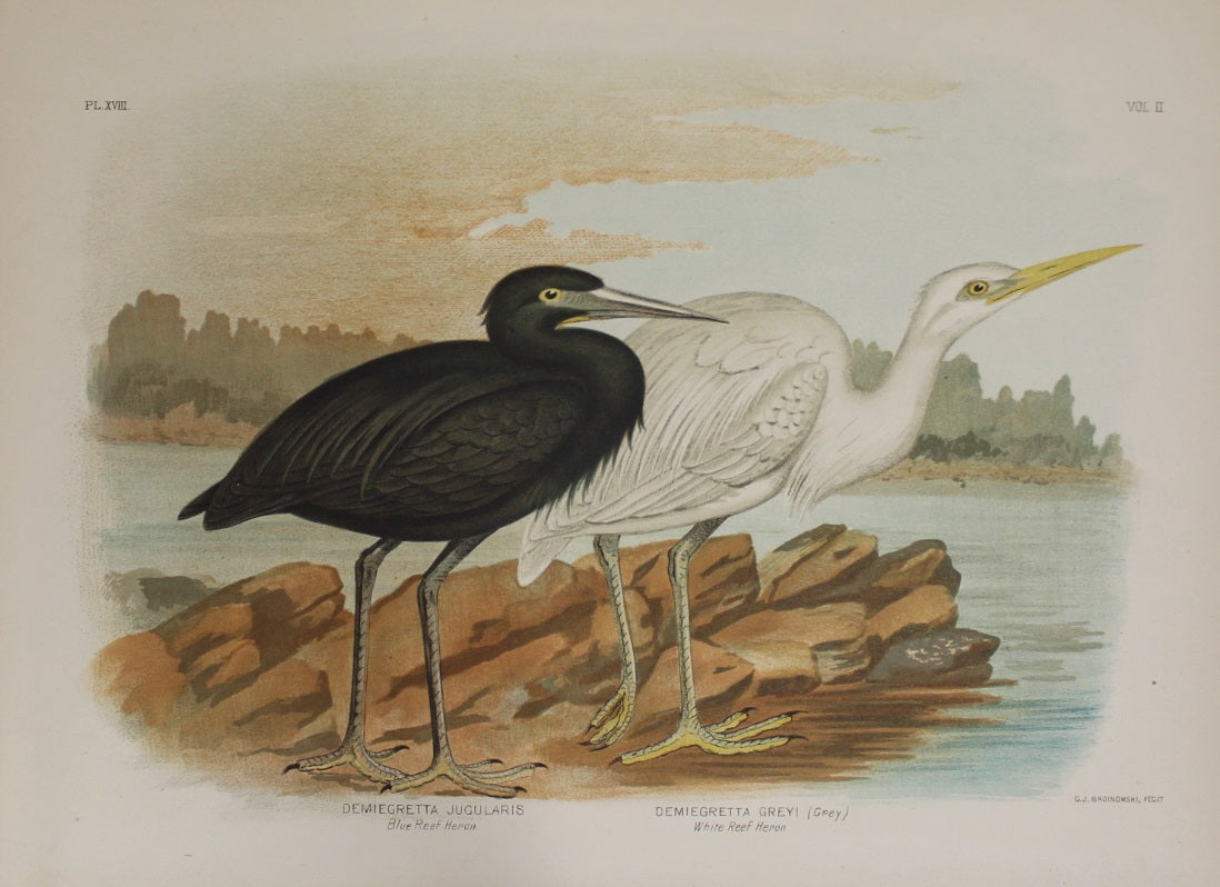 Bird: Broinowski Gracius J, Blue Reef Heron, White Reef Heron, c1891