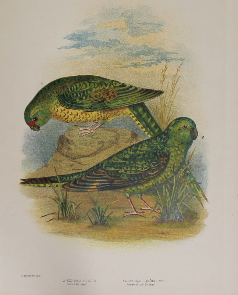 Bird: Broinowski Gracius J, Ground Parakeet and Western Ground Parakeet, c1891