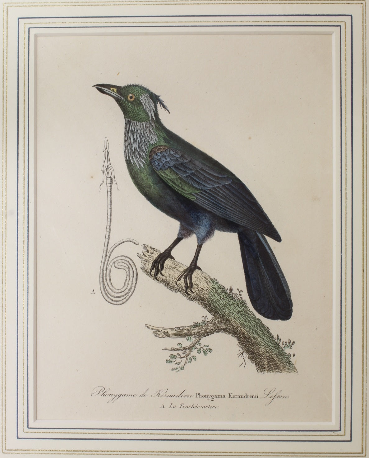 Bird: de Buffon, Bird by George-Louis Leclerc Comte de Buffon, c1789