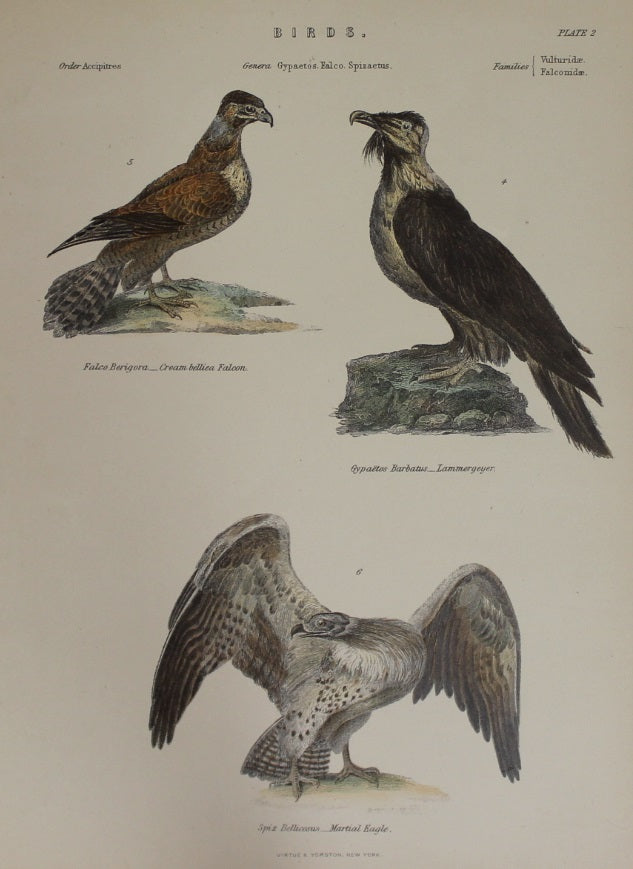 Bird, Eagles, Virtue and Yorkston
