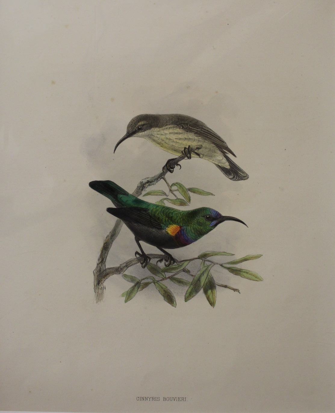 Bird, Keulemans John Gerard, Cinnyris Bouvieri, c1876 - 1880,