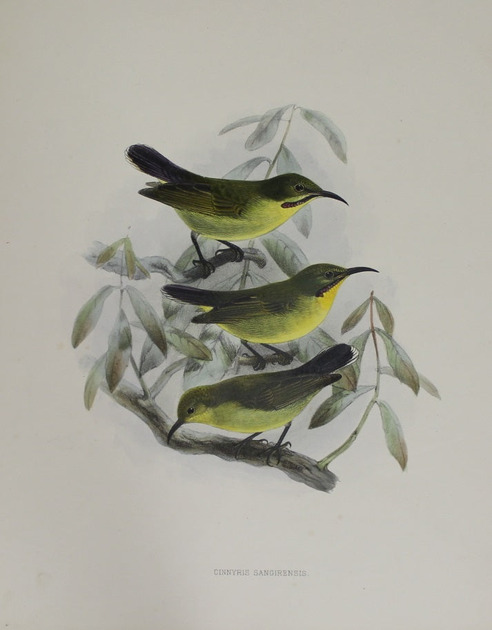 Bird, Keulemans John Gerard, Cinnyris Sangirensis, c1876 - 1880