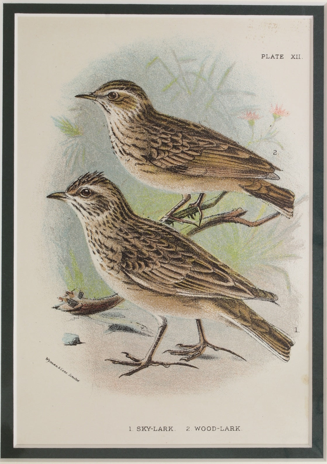 Bird: Lydekker Richard, Sky Lark, chromolithograph, 1896