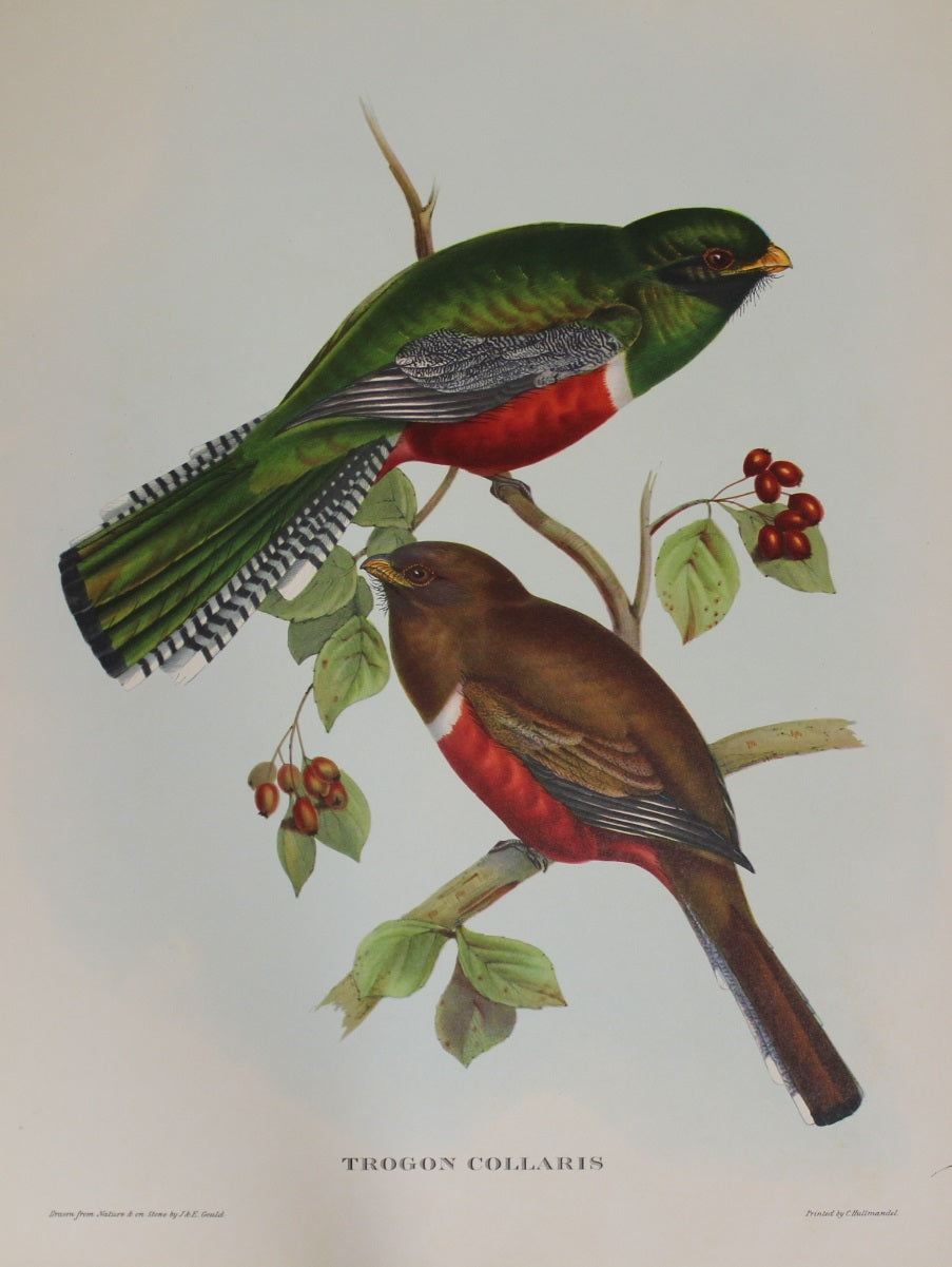 Bird, Gould John, Trogun Collaris REPRODUCTION, 1955
