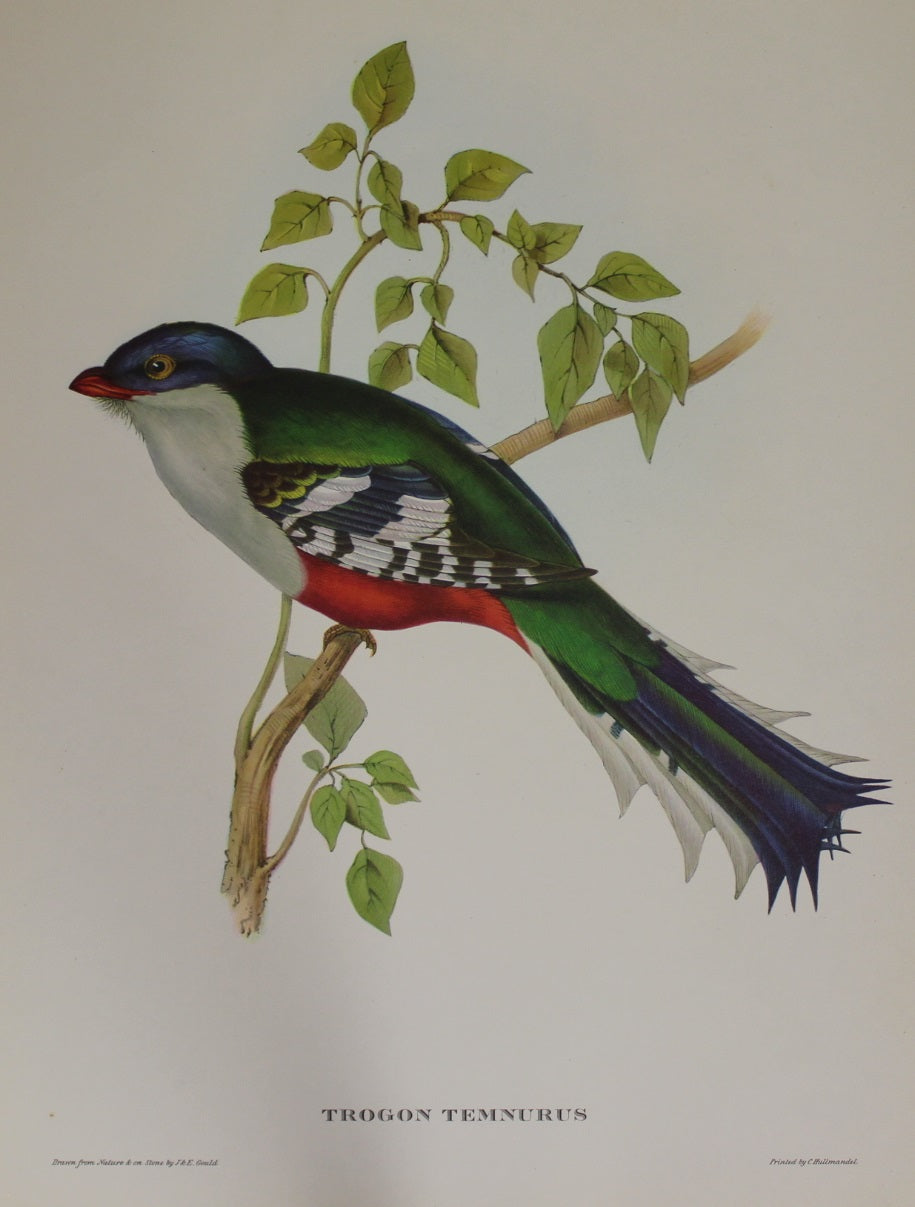 Bird, Gould, John, Trogun Temnurus, Reproduction, c1955
