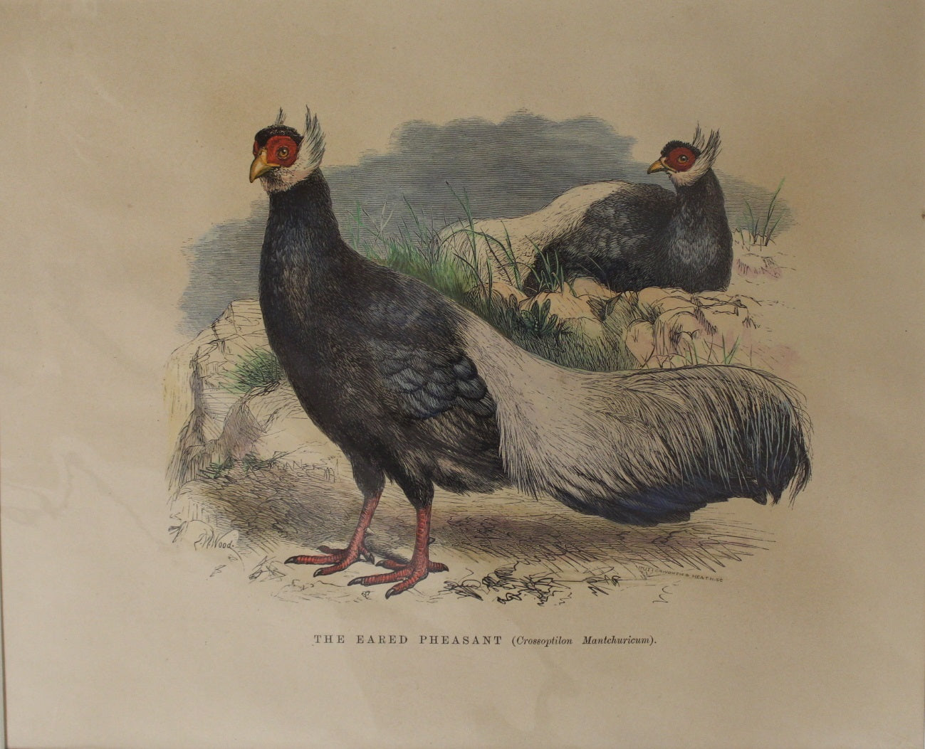Bird, Wood, T W, Eared Pheasant,
