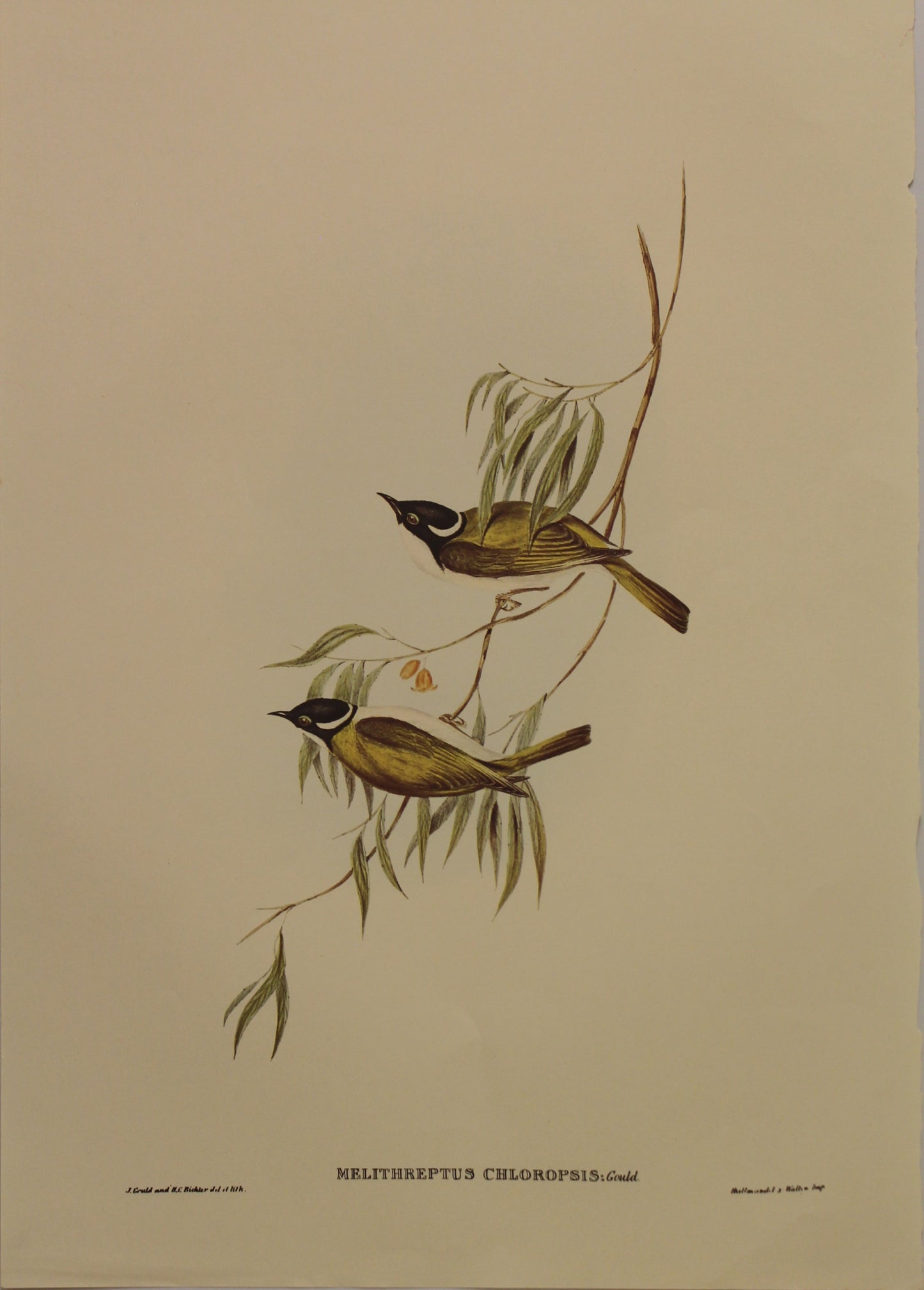 Bird, Gould John, Swan River Honey Eater, c1930, Reproduction