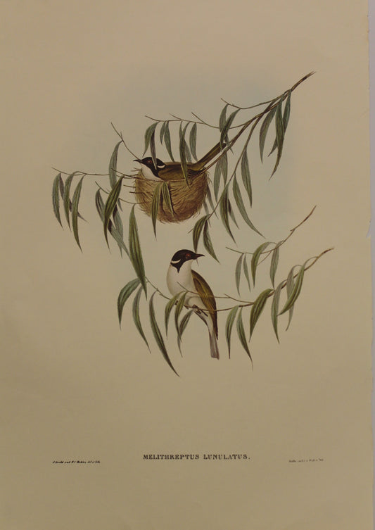 Bird, Gould John, White Naped Honey Eater, c1930, Reproduction