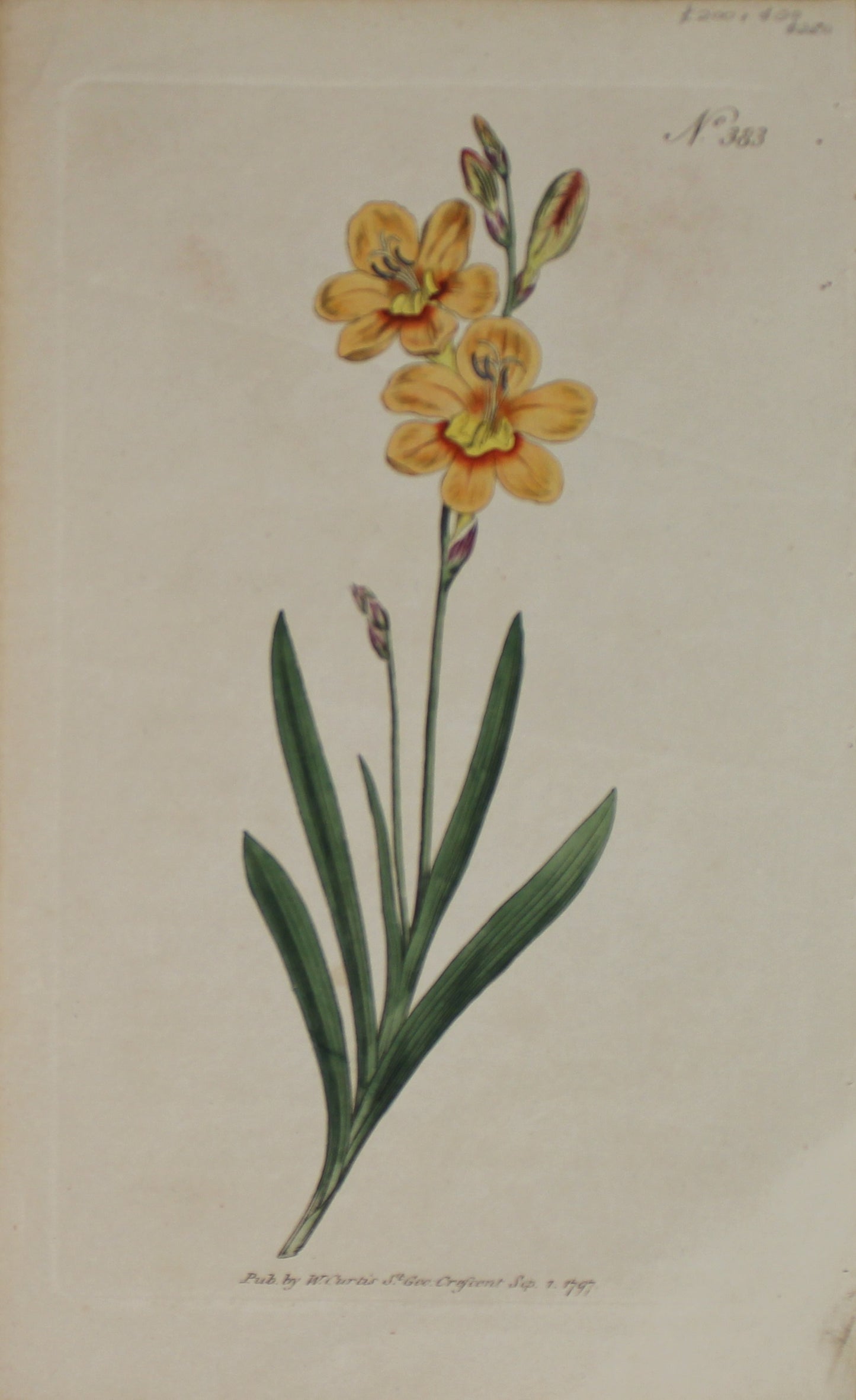 Botanical, Curtis William, BM, Gladiolus Copper Coloured Corn Flag 1797