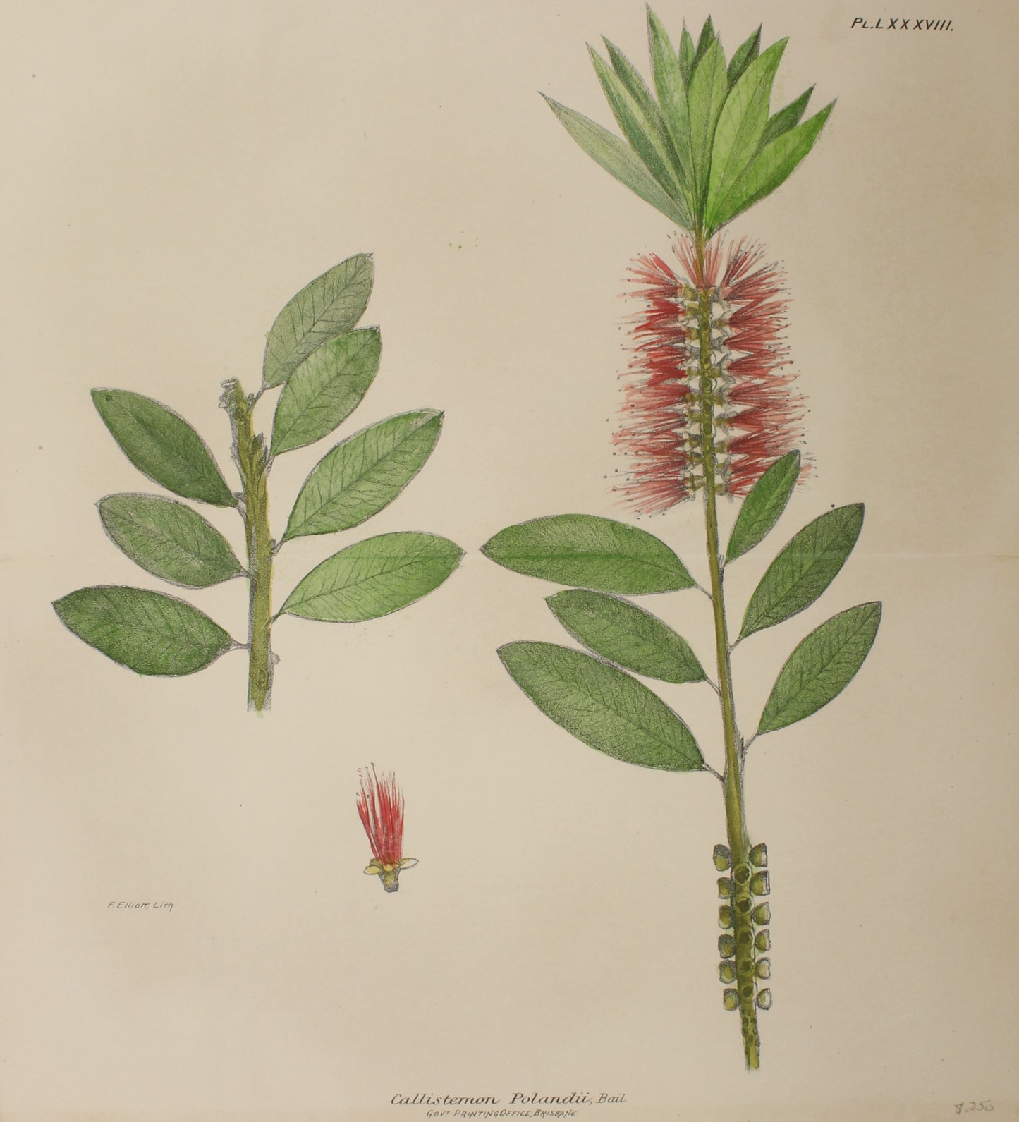 Botanical Callistemon Polandii by Frederick Manson Bailey