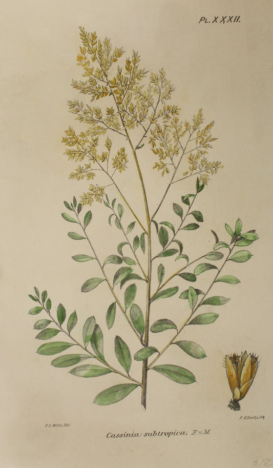 Botanical: Bailey Frederick Manson, Cassinia Subtropica, c1899