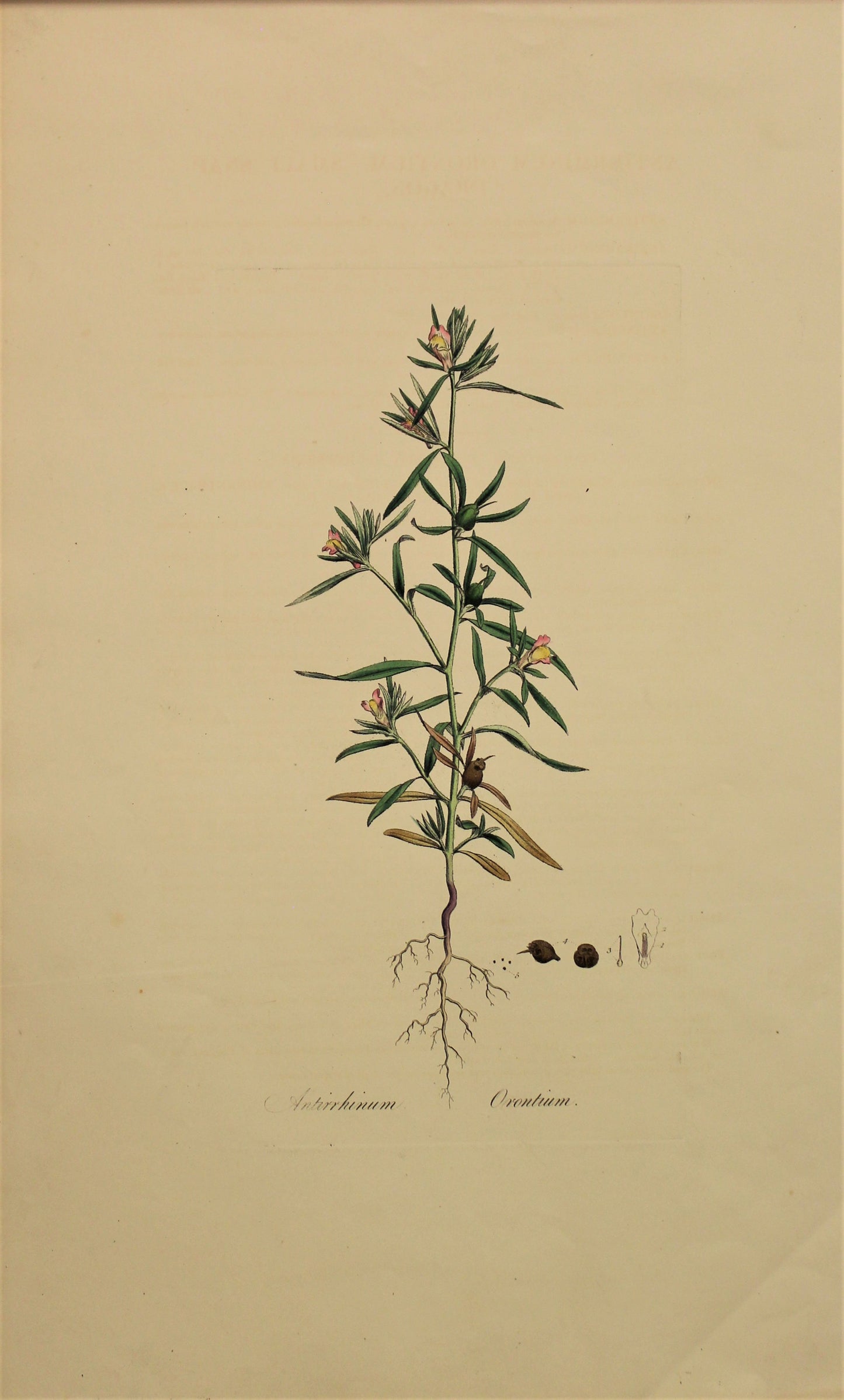 Antirrhinum Orontium