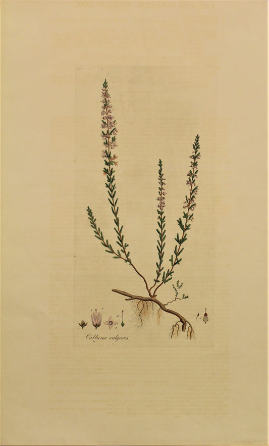 Botanical, Curtis William, Calluna Vulgaris, Flora Londinensis, c1817