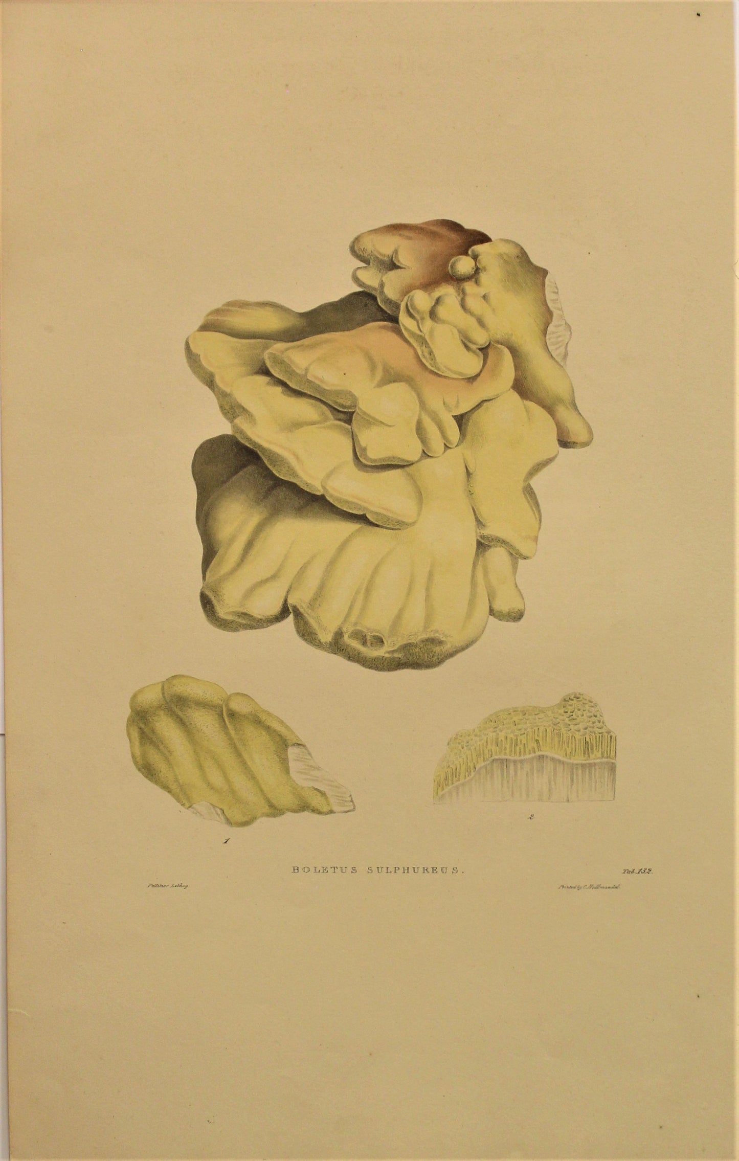 Botanical, Curtis William, Fungus, Boletus Sulpherus, Flora Londinensis, c1817