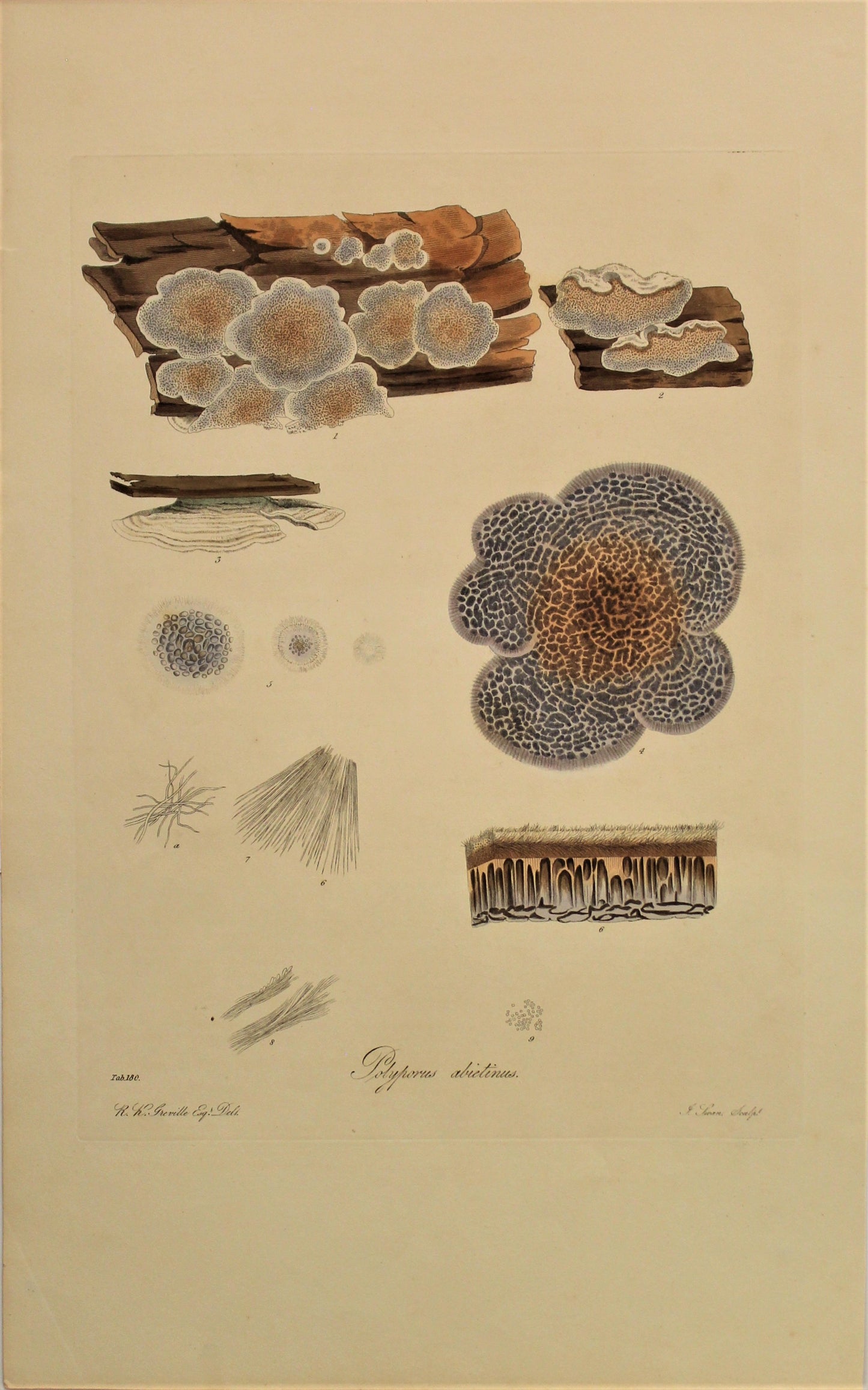 Botanical, Curtis William, Fungus, Polyporus Abientinus , Flora Londinensis, c1817