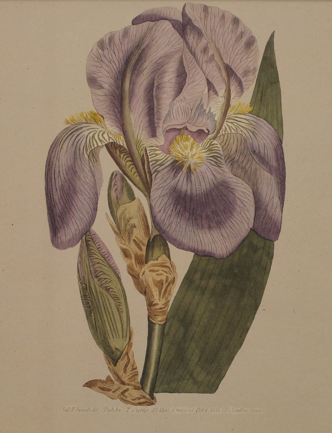 Botanical, Curtis William, Reproduction, Pyrenaean Flag Iris Xiphoides and Mauve Flag Iris, Botanical Magazine, c1797