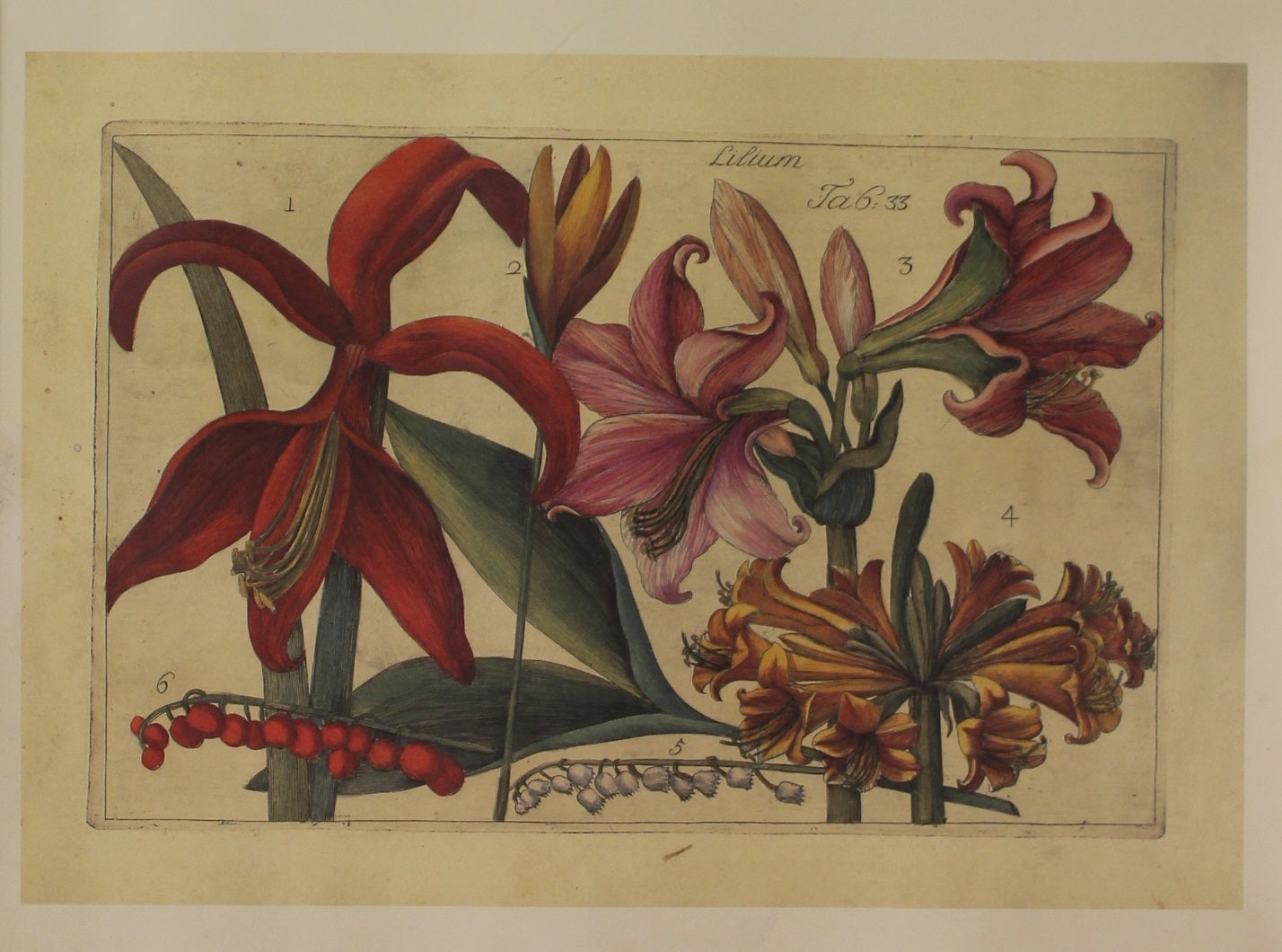 Botanical, Filippo Arena, Lilium Reproduction, Tab 33, Filippo Arena Flowers, c1767