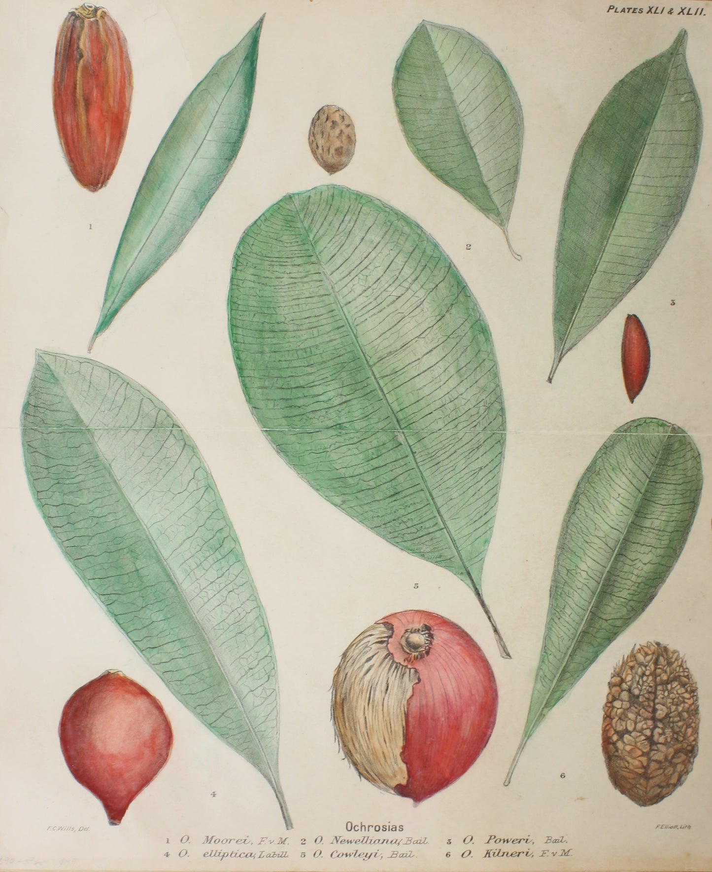 Botanical: Ochrosias: Various by Frederick Manson Bailey