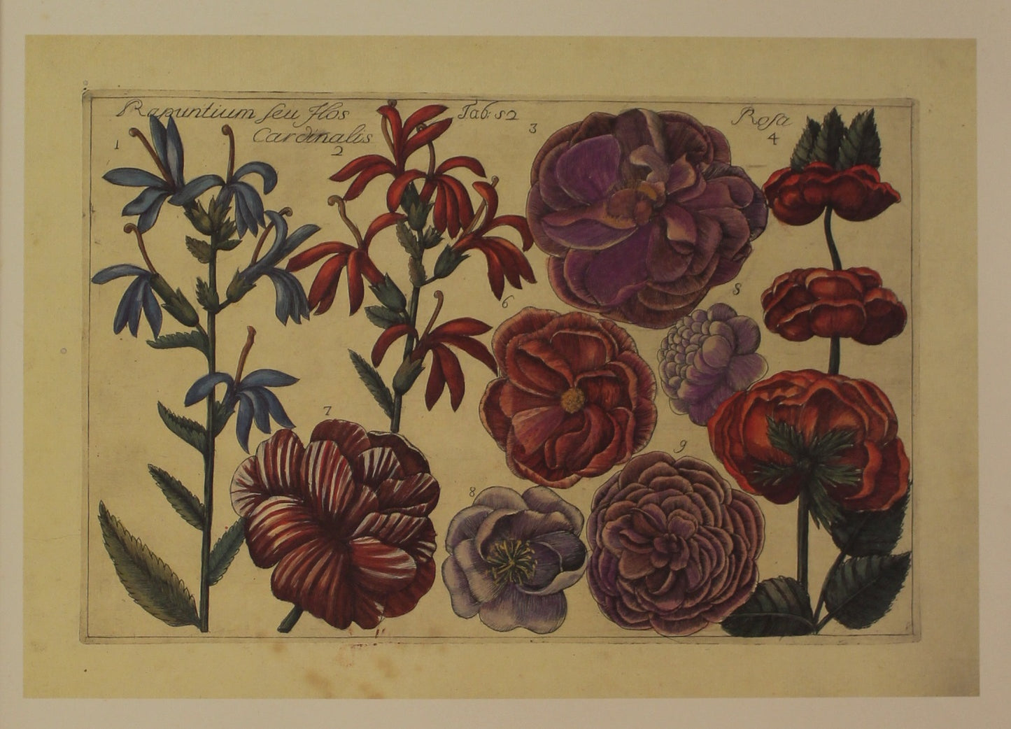 Botanical, Arena Filippo , Rapuntium Feu Flos Cardinalis, Reproduction, Tab 52, Filippo Arena Flowers, c1767